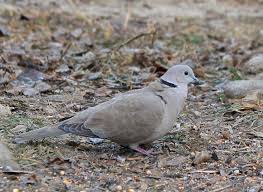 Attēlu rezultāti vaicājumam “Streptopelia decaocto adult”