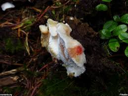 Attēlu rezultāti vaicājumam “Postia fragilis”