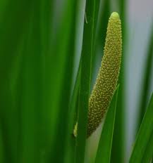 Image result for Acorus calamus