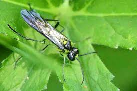 Attēlu rezultāti vaicājumam “Rhogogaster picta”