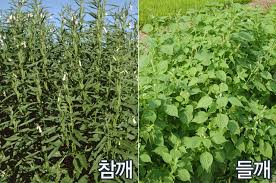 Image result for 깱깲깳깴깵깶깷깺깾깿꺀꺁꺂꺃꺆꺇꺈꺉꺊꺋꺍꺎꺏꺐