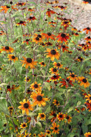 Image result for Rudbeckia Paradisio