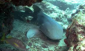 Image result for Ginglymostoma cirratum