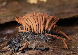 Attēlu rezultāti vaicājumam “Stemonitis marjana stalked”