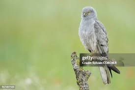 Attēlu rezultāti vaicājumam “Circus pygargus adult”