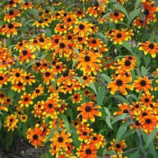 Image result for Rudbeckia Paradisio