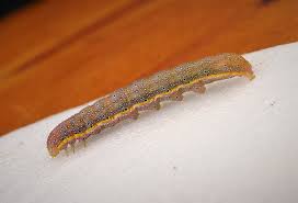 Attēlu rezultāti vaicājumam “Lacanobia oleracea”