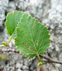 Attēlu rezultāti vaicājumam “Betula humilis leaf”