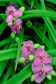 Attēlu rezultāti vaicājumam “Tradescantia virginiana”