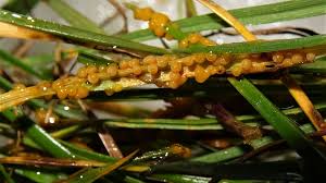 Attēlu rezultāti vaicājumam “Badhamia foliicola sessile”