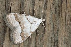 Attēlu rezultāti vaicājumam “Nola aerugula”