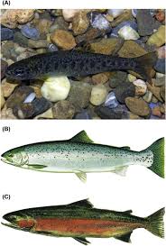 Image result for Argyrosomus inodorus