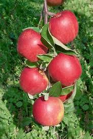 Attēlu rezultāti vaicājumam “Prunus domestica subsp. insitita fruit”