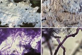 Attēlu rezultāti vaicājumam “Porotheleum fimbriatum”