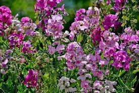 Attēlu rezultāti vaicājumam “Lathyrus latifolius flower”