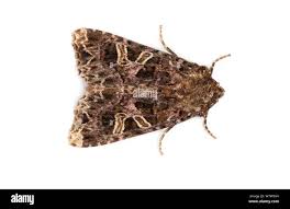 Attēlu rezultāti vaicājumam “Hadena rivularis”