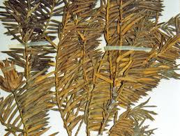 Attēlu rezultāti vaicājumam “Taxus baccata leaf”