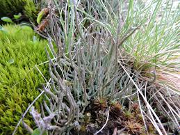 Attēlu rezultāti vaicājumam “Cladonia cornuta”