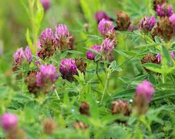 Attēlu rezultāti vaicājumam “Trifolium medium flower”