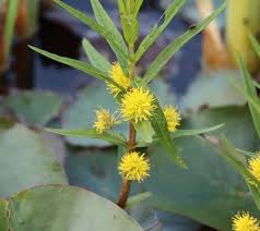 Attēlu rezultāti vaicājumam “Lysimachia thyrsiflora flower”