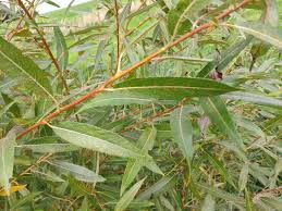 Attēlu rezultāti vaicājumam “Salix fragilis”