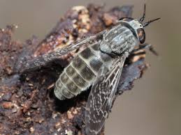 Attēlu rezultāti vaicājumam “Haematopota sp.”