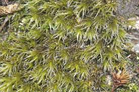 Attēlu rezultāti vaicājumam “Racomitrium heterostichum”