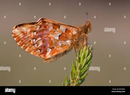 Attēlu rezultāti vaicājumam “Boloria aquilonaris underside”