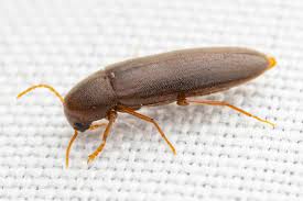 Attēlu rezultāti vaicājumam “Melandryidae”