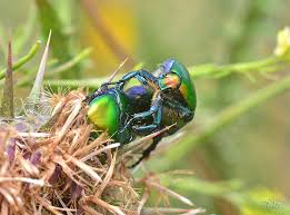 Attēlu rezultāti vaicājumam “Potosia cuprea”