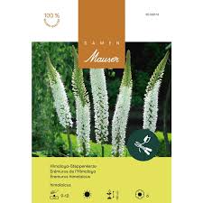 Image result for Steppenkerze