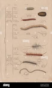 Attēlu rezultāti vaicājumam “Myriapoda”