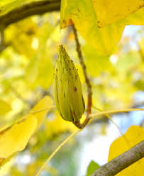 Attēlu rezultāti vaicājumam “Liriodendron tulipifera fruit”