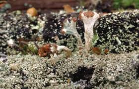 Attēlu rezultāti vaicājumam “Cladonia parasitica”