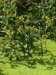 Attēlu rezultāti vaicājumam “Bidens cernua”