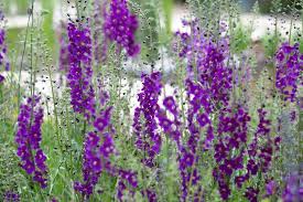 Image result for Rumex sanguineum