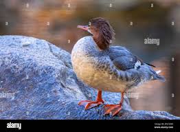 Attēlu rezultāti vaicājumam “Mergus merganser juvenile”