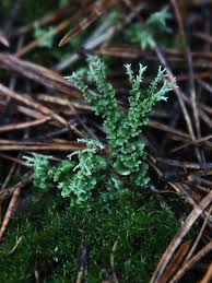 Attēlu rezultāti vaicājumam “Cladonia squamosa”