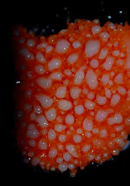 Attēlu rezultāti vaicājumam “Diachea subsessilis”