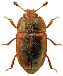 Attēlu rezultāti vaicājumam “Glischrochilus quadripunctatus imago”