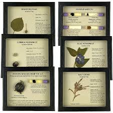 Attēlu rezultāti vaicājumam “Enteridium variabile macro”