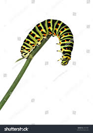 Attēlu rezultāti vaicājumam “Papilio machaon larva”