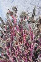 Attēlu rezultāti vaicājumam “Corispermum hyssopifolium fruit”