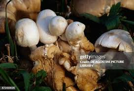 Attēlu rezultāti vaicājumam “Clitocybe nebularis”