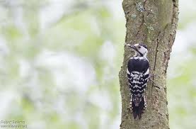 Attēlu rezultāti vaicājumam “Dendrocopos leucotos female”