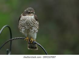 Attēlu rezultāti vaicājumam “Accipiter nisus female”