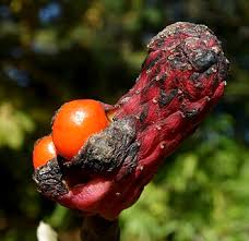 Attēlu rezultāti vaicājumam “Magnolia acuminata”