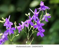 Attēlu rezultāti vaicājumam “Consolida regalis”