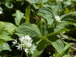 Attēlu rezultāti vaicājumam “Paris quadrifolia”