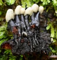 Attēlu rezultāti vaicājumam “Holwaya mucida”